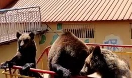 大熊的吃瓜日湖,揭秘湖畔的欢乐时光