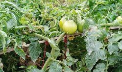 天镇县吃瓜,探寻当地特色美食之旅