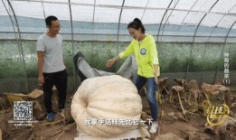 过年在家吃大瓜