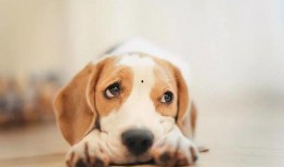 娱乐吃瓜酱狗狗,揭秘娱乐圈的萌宠生活