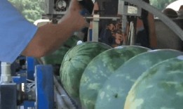 城市里吃瓜的情景,瓜香四溢的夏日休闲时光