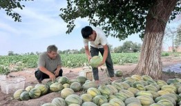 吃瓜季度版,盘点娱乐圈最新热点与幕后故事