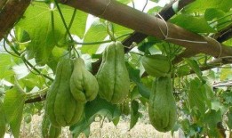 牙疼可吃佛手瓜吗,佛手瓜能缓解不适吗？