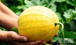 孕妇可以吃瓜雷吗,营养健康两不误