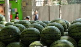 吃瓜2021网红,网络红人的崛起与影响