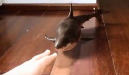 吃瓜鲨鱼本人,海洋中的神秘“吃瓜群众”