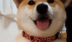 吃瓜和狗头表情,网络时代的趣味解读