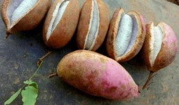 吃八月瓜小孩,探寻吃瓜小孩的甜蜜冒险