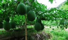 吊瓜怎么吃更苦,解锁吊瓜独特风味