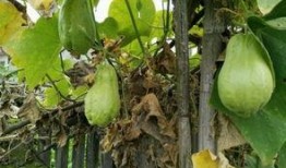 梦到吃烧瓜,揭秘烧瓜美食的神秘诱惑