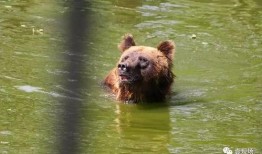 动物宝宝吃瓜,动物宝宝的甜蜜食光