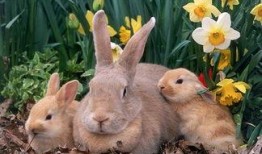 吃瓜小兔叽的作品,揭秘娱乐圈那些不为人知的幕后故事