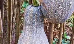 草药园吃瓜,探寻传统草药与新鲜瓜果的完美邂逅