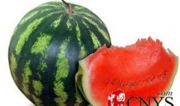 糖尿病可吃白瓜吗吗,白瓜的适宜摄入与注意事项