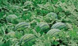 西科大科大苑吃瓜