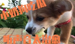 娱乐吃瓜酱狗狗,揭秘娱乐圈的萌宠生活