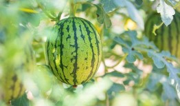 贵州吃的瓜,从酸辣到鲜香，一网打尽特色瓜果佳肴