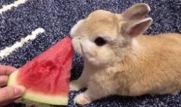 兔子警官吃瓜,揭秘警界幕后趣闻