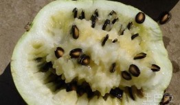 手术后可以吃籽瓜,籽瓜助力健康饮食新选择