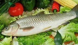 草鱼吃茭瓜吗怎么吃,探索美味烹饪新法