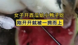 吃瓜小鸭,揭秘娱乐圈那些不为人知的幕后故事