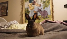 兔子警官吃瓜,揭秘警界幕后趣闻