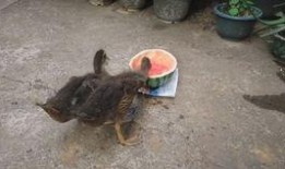 吃瓜小鸭,揭秘娱乐圈那些不为人知的幕后故事