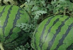 吃瓜先吃哪个,揭秘先吃哪个瓜的奥秘