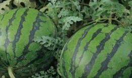 吃瓜先吃哪个,揭秘先吃哪个瓜的奥秘