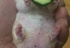 老王吃烂瓜,老王与那颗烂瓜的意外邂逅