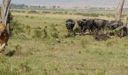 在树干上吃瓜,自然奇观中的生态趣谈