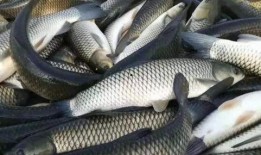 草鱼吃茭瓜吗怎么吃,探索美味烹饪新法