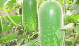 荒瓜可以怎么吃,创意烹饪新体验