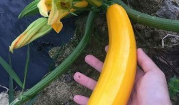 天气不错拍照吃瓜,记录美好时光的瞬间