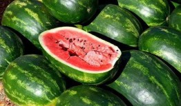 瓜瓜吃瓜照片,趣味瞬间捕捉