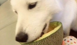 吃瓜呱呱在线,揭秘网络红人的幕后故事