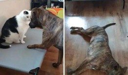 主人吵架猫吃瓜,宠物猫见证主人吵架现场