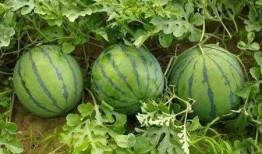 吃瓜头还是瓜尾好呢,吃瓜头还是瓜尾？揭秘最佳食用部位之谜