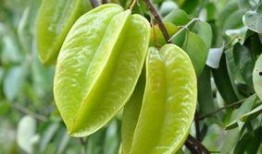 肾炎患者吃瓜吗,瓜类食物的适宜与禁忌