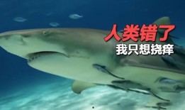 吃瓜鲨鱼本人,海洋中的神秘“吃瓜群众”