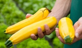 天气不错拍照吃瓜,记录美好时光的瞬间