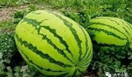 想得美吃瓜,揭秘网络热传美食背后的真相