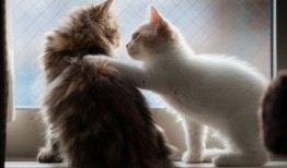 猫吃麻瓜,揭秘麻瓜美食的神秘魅力