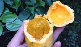 吃八月瓜小孩,探寻吃瓜小孩的甜蜜冒险