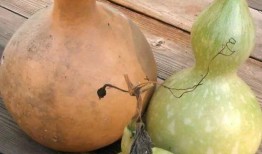 吃葫芦瓜成分,健康饮食新选择