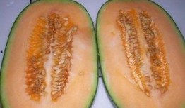 哈密瓜吃瓜能喂龟吃吗,龟类的新鲜美食探索