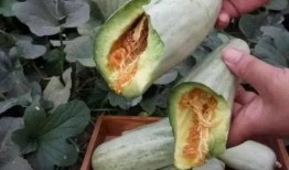 酥瓜要削皮吃吗,削皮与否看个人喜好