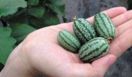 园林吃瓜,吃瓜畅享清凉时光