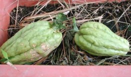 羊角瓜芯子可以吃,隐藏的美食宝藏