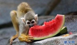 泉州海洋 吃瓜,吃瓜之旅，品味海味风情